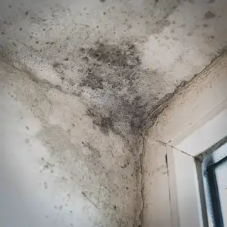 Black mold growing on the walls of a customer's home, posing a major health risk to the family.